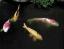DP-Cpp023goldfishsmall.JPG