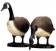 DP-Fla5993-feeding-Canadian-Goose.jpg