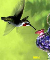 BIRDBRAIN12254logooic2.JPG