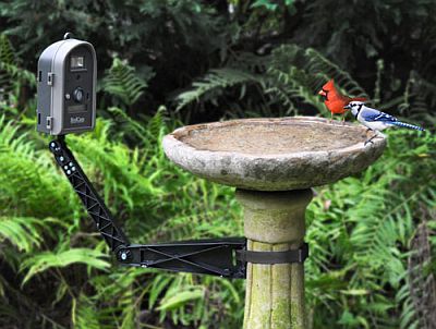 WINGWSCA02mounttobirdbath.jpg