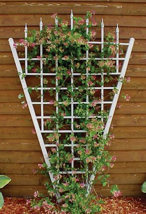 Vinyl Trellis