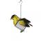 Blue Jay Suet Feeder 3