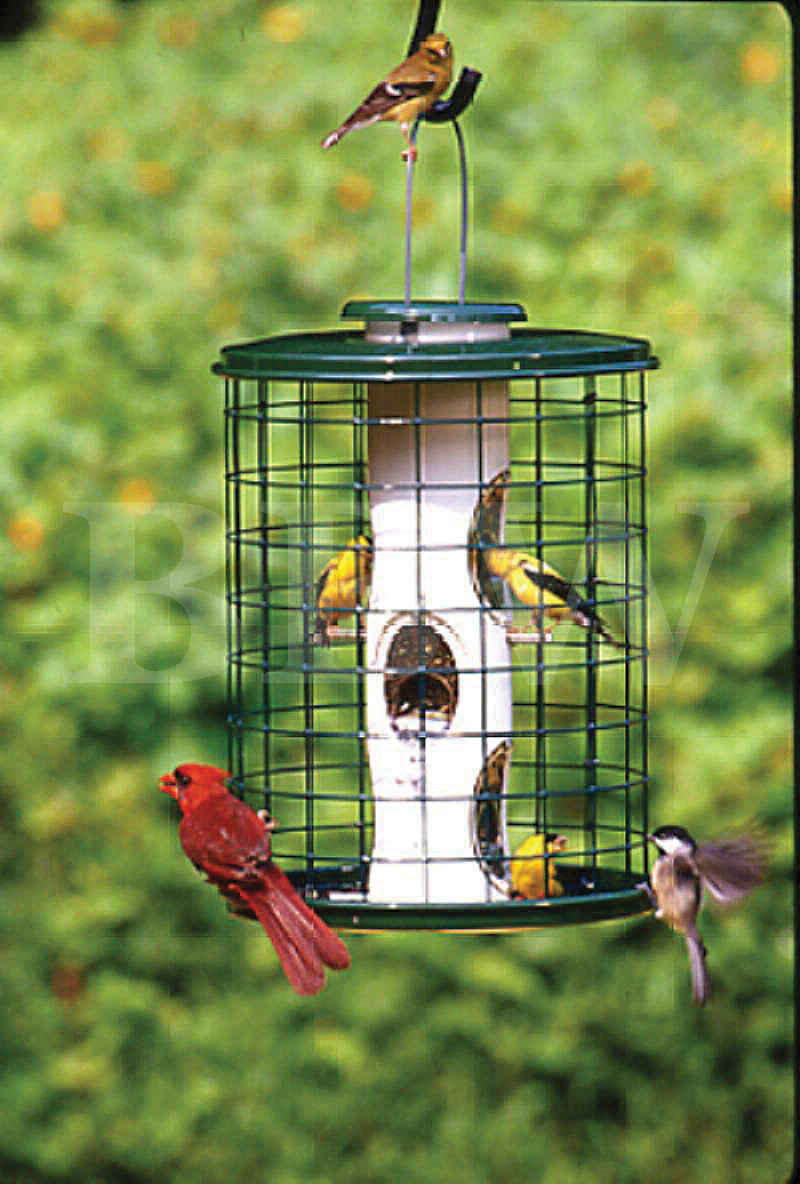 caged bird feeders